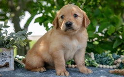Golden Retriever dogs for sale: Lavender - Image 2