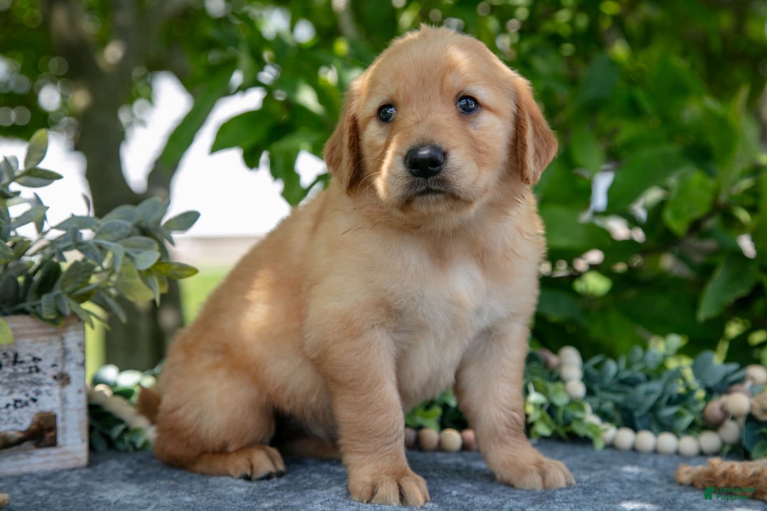 Golden Retriever dogs for sale: Lavender - Image 2