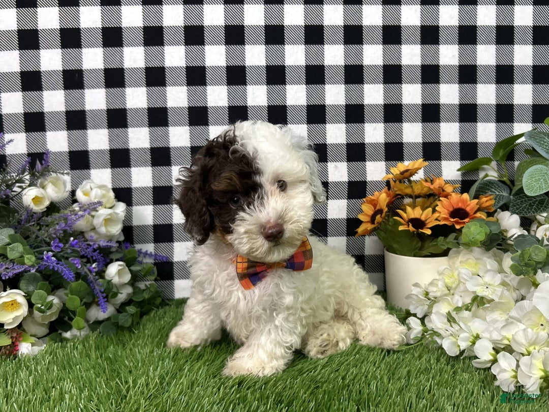 Maltipoo dogs for sale: Patch - Image 3
