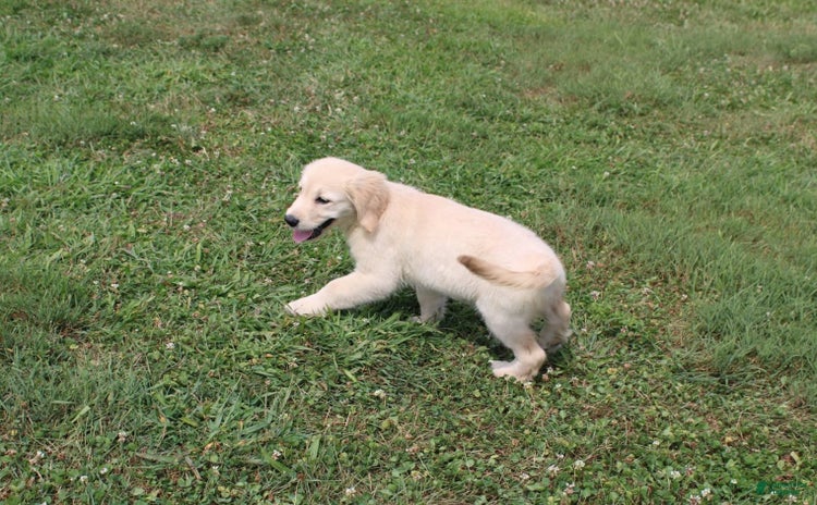 Golden Retriever dogs for sale - Ad 1