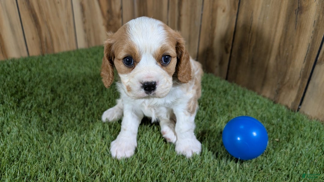Cavalier King Charles Spaniel dogs for sale: Lucy Boy 1 - Image 4