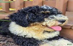 Bernedoodle dogs for sale: Candy - Image 9