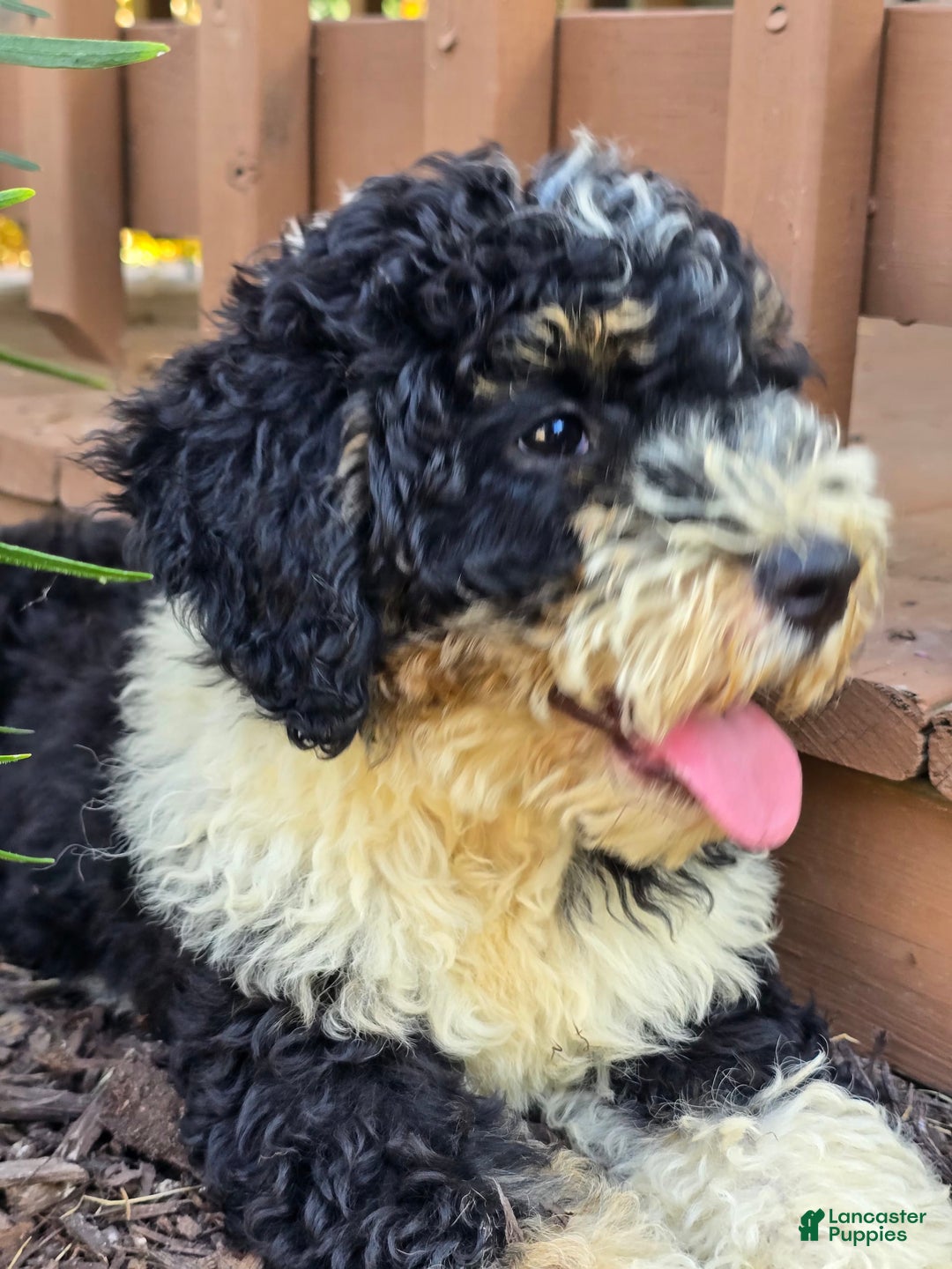 Bernedoodle dogs for sale: Candy - Image 9