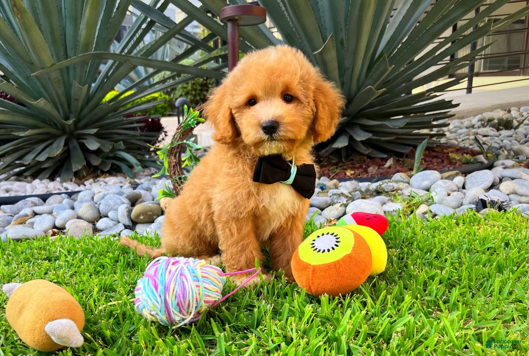 Maltipoo dogs for sale: Chopin - Image 1