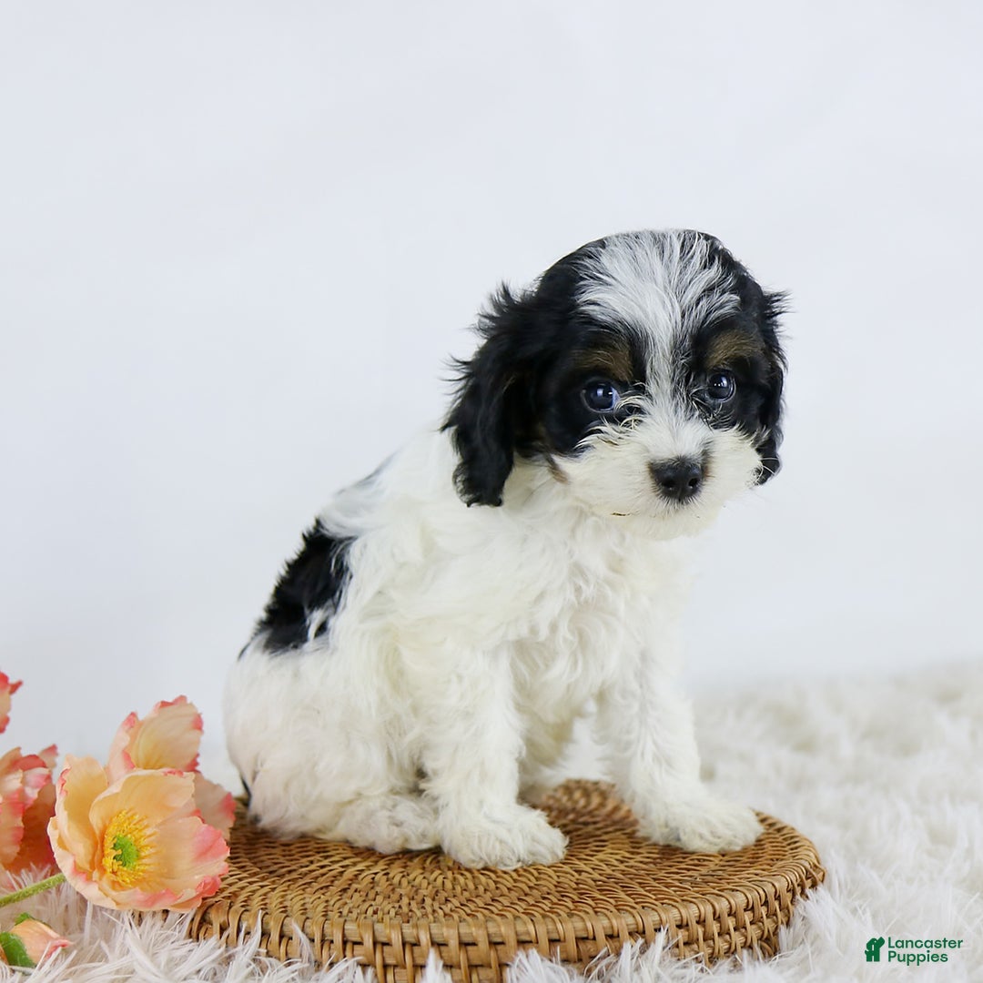 Cavapoo dogs for sale: Bethany - Image 1