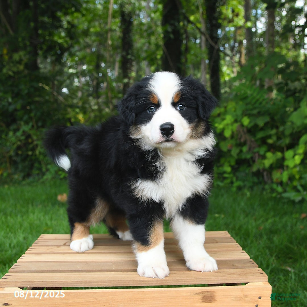 Australian Shepherd dogs for sale: Jewel - Image 2