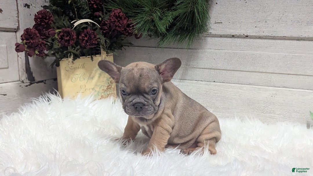 French Bulldog dogs for sale: French Bulldog 2 puppies - Image 10