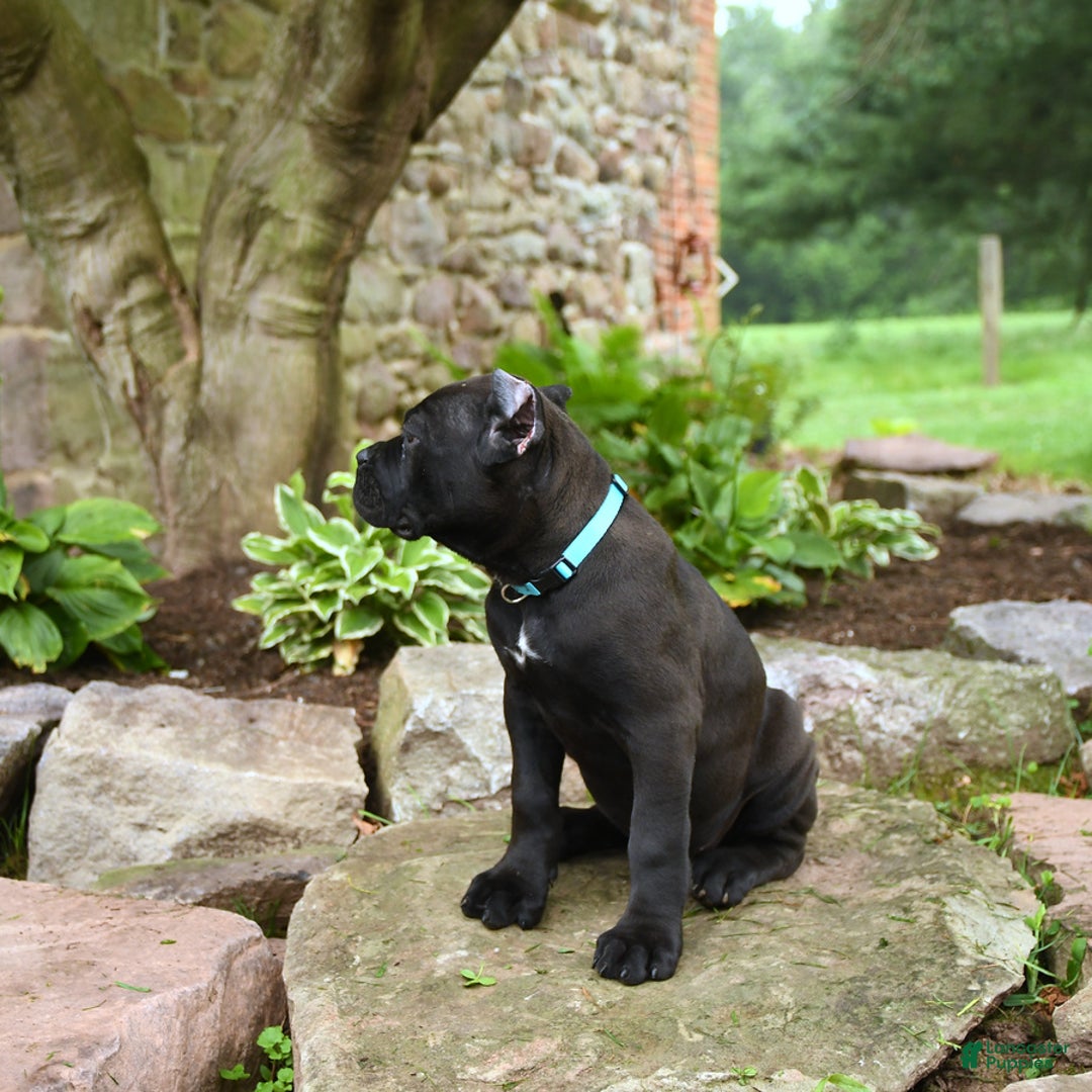 Cane Corso dogs for sale: Ted - Image 3