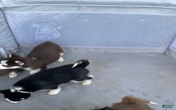 Siberian Husky dogs for sale: Skunky - Image 6