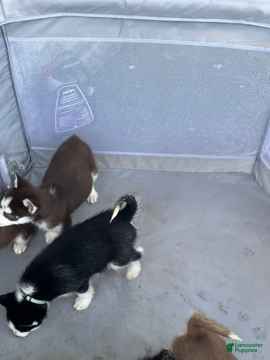 Siberian Husky dogs for sale: Skunky - Image 6