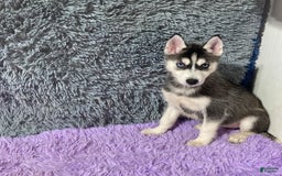 Siberian Husky dogs for sale: Lassie - Image 5