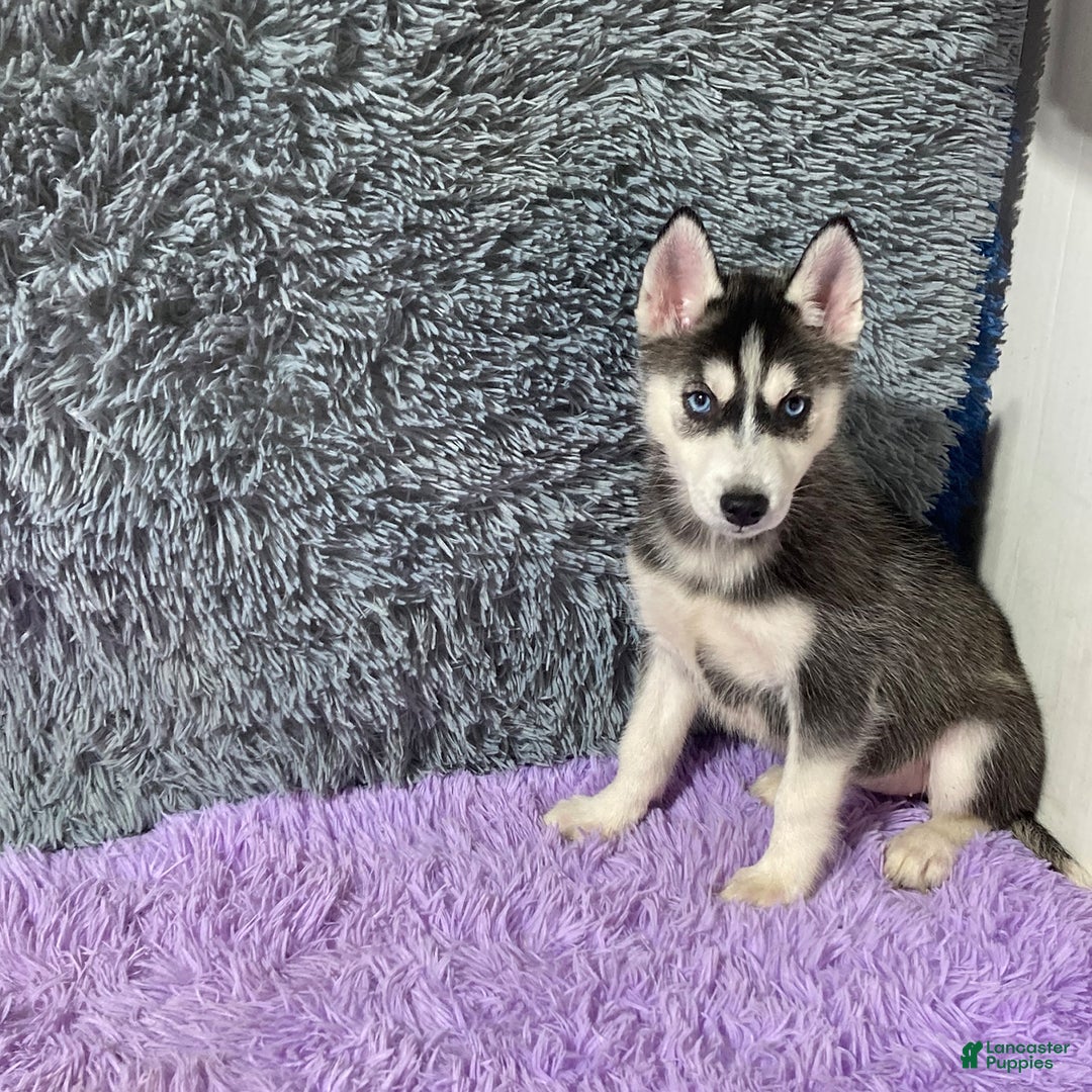 Siberian Husky dogs for sale: Lassie - Image 5