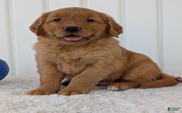 Golden Retriever dogs for sale: Parker - Image 2