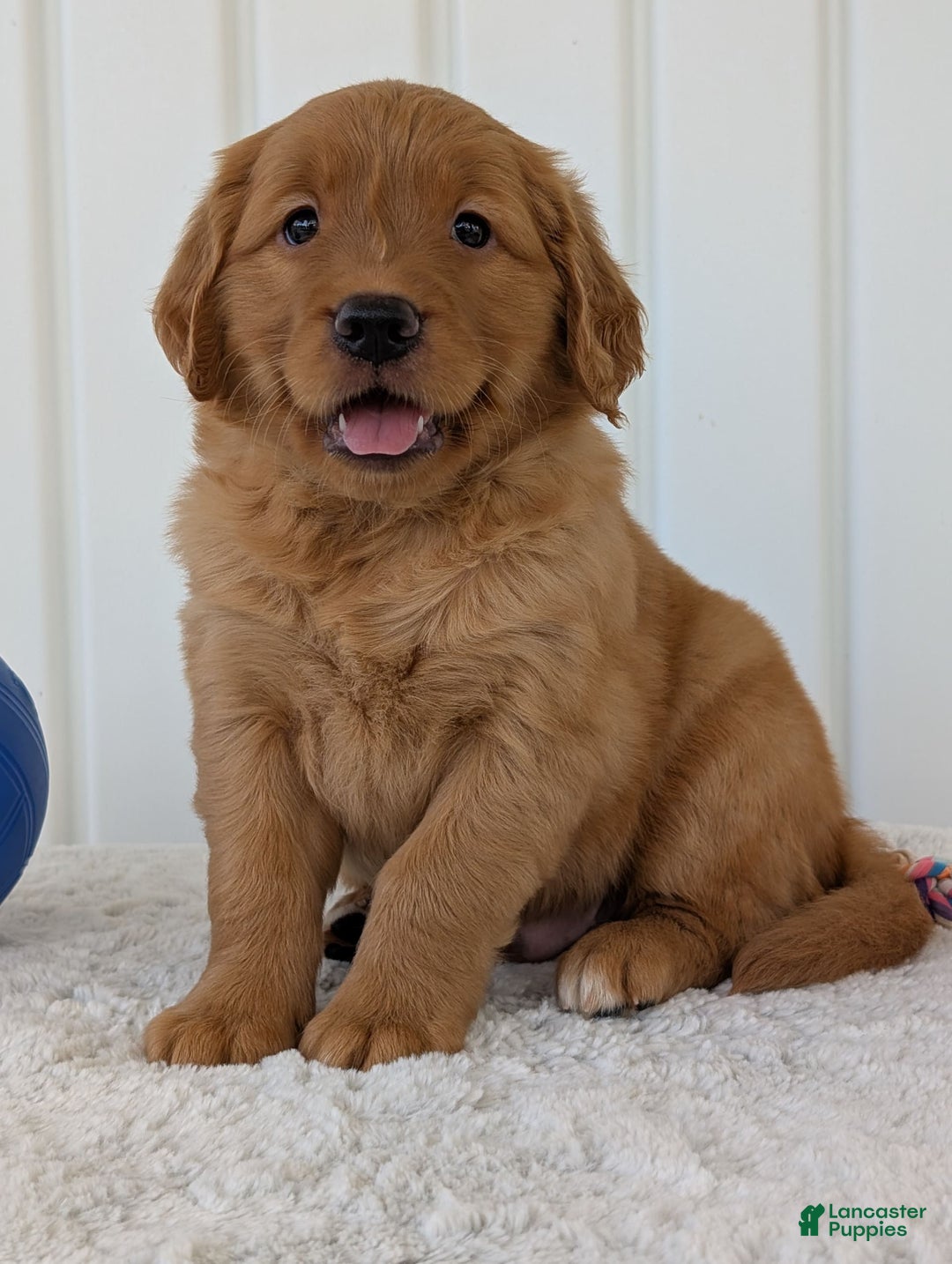 Golden Retriever dogs for sale: Parker - Image 2