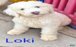 Newfypoo dogs for sale: Loki - Image 2