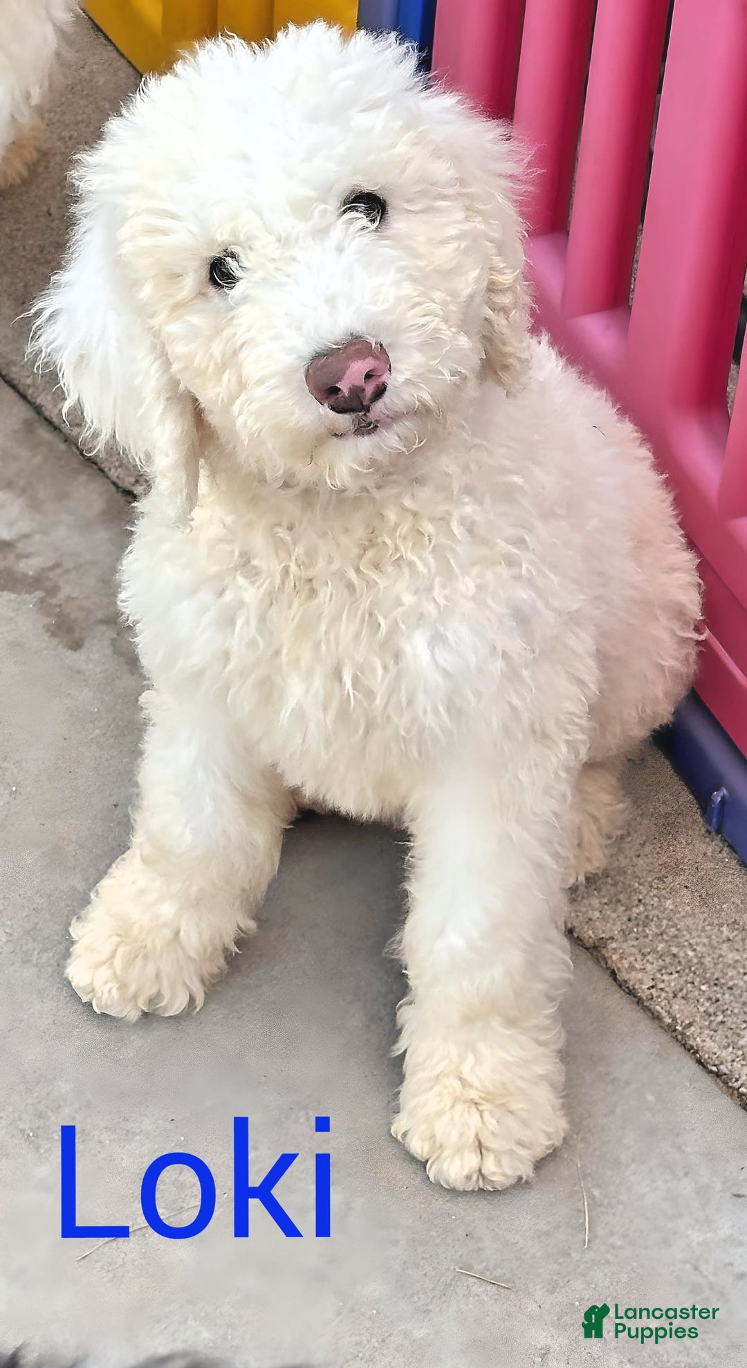 Newfypoo dogs for sale: Loki - Image 2