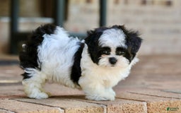 Shihpoo dogs for sale: Bingo - Image 6