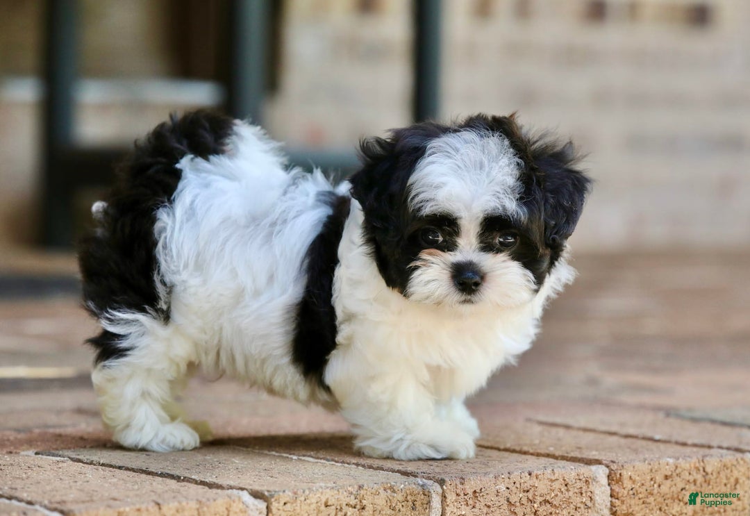 Shihpoo dogs for sale: Bingo - Image 6
