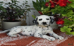 Dalmatian dogs for sale: Dalmatian 12 puppies - Image 12
