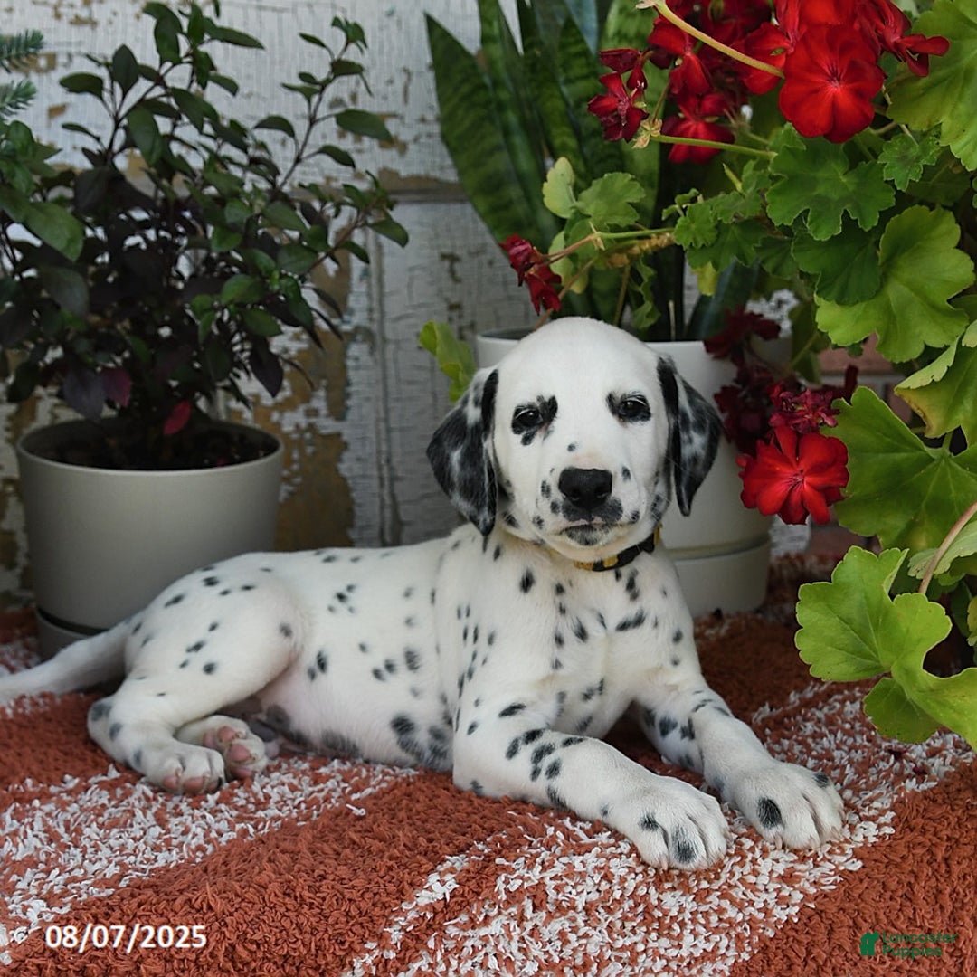 Dalmatian dogs for sale: Dalmatian 12 puppies - Image 12
