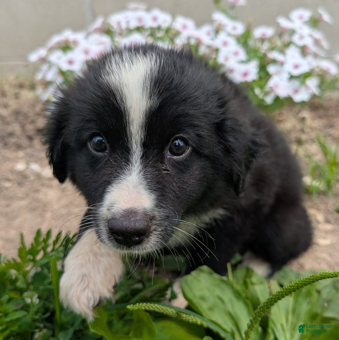 Miniature Australian Shepherd dogs for sale: Elephant Ear - Image 7