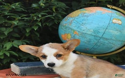 Welsh Corgi Pembroke dogs for sale: Rose - Image 12