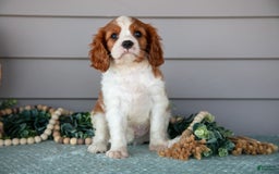 Cavalier King Charles Spaniel dogs for sale: Justin - Image 2
