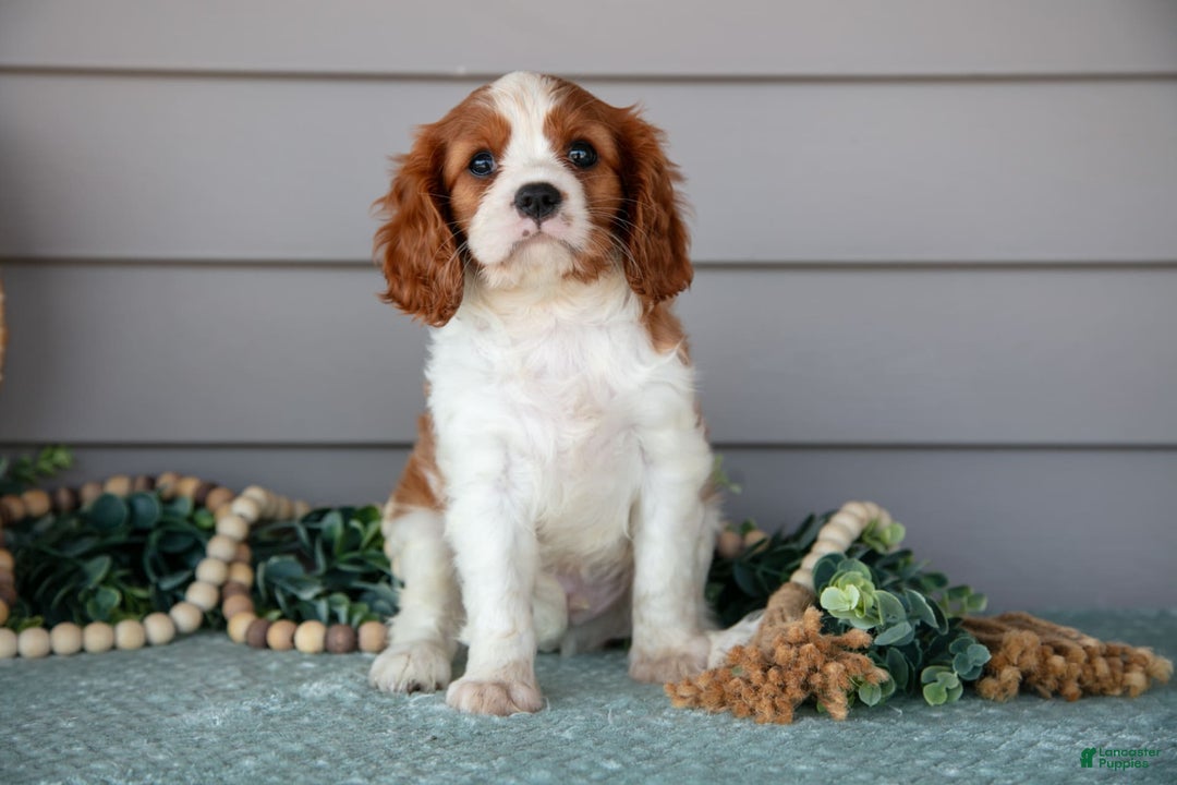 Cavalier King Charles Spaniel dogs for sale: Justin - Image 2