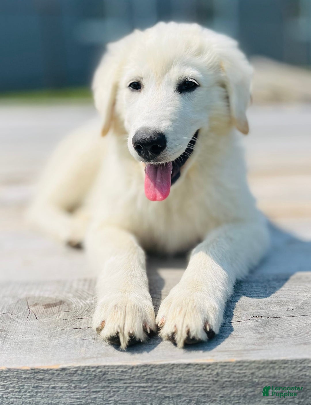 Maremma Sheepdog dogs for sale: Daisy - Image 3