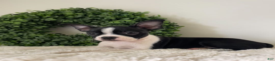 Daisy