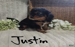Cavalier King Charles Spaniel dogs for sale: Justin - Image 1