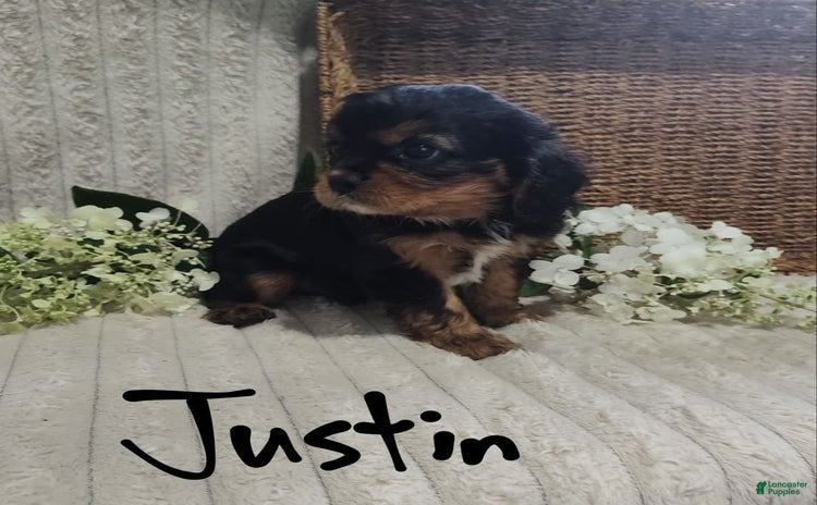 Cavalier King Charles Spaniel dogs for sale - Ad 4