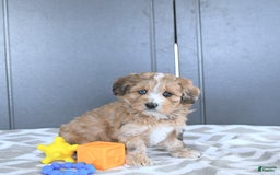 Mini Bernedoodle dogs for sale: Karter - Image 4