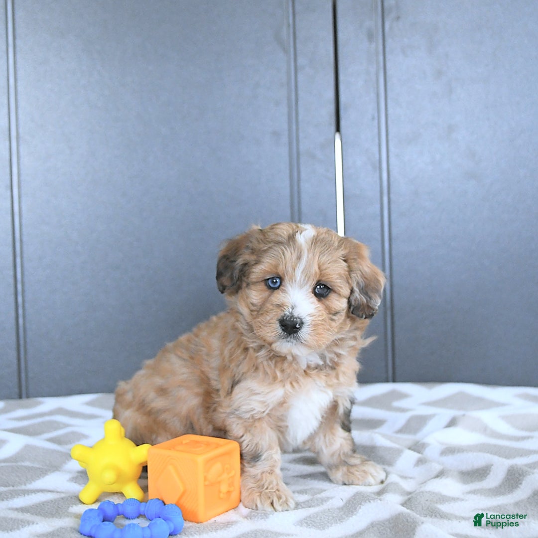 Mini Bernedoodle dogs for sale: Karter - Image 4