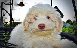 Havapoo dogs for sale: Valiant - Image 22