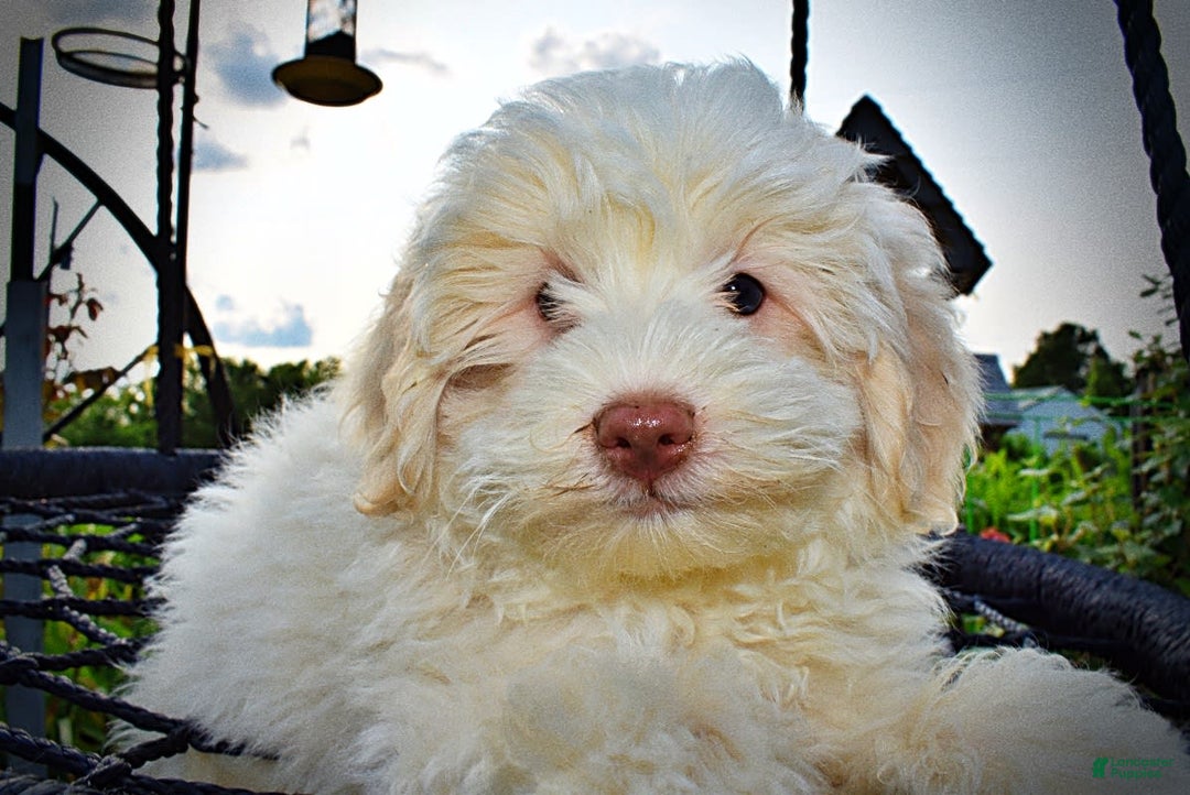 Havapoo dogs for sale: Valiant - Image 22