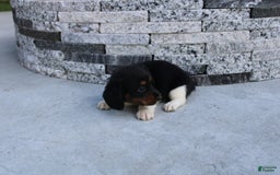 Miniature Dachshund dogs for sale: Casey - Image 4