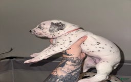 Dalmatian dogs for sale: Angel Leash - Image 2