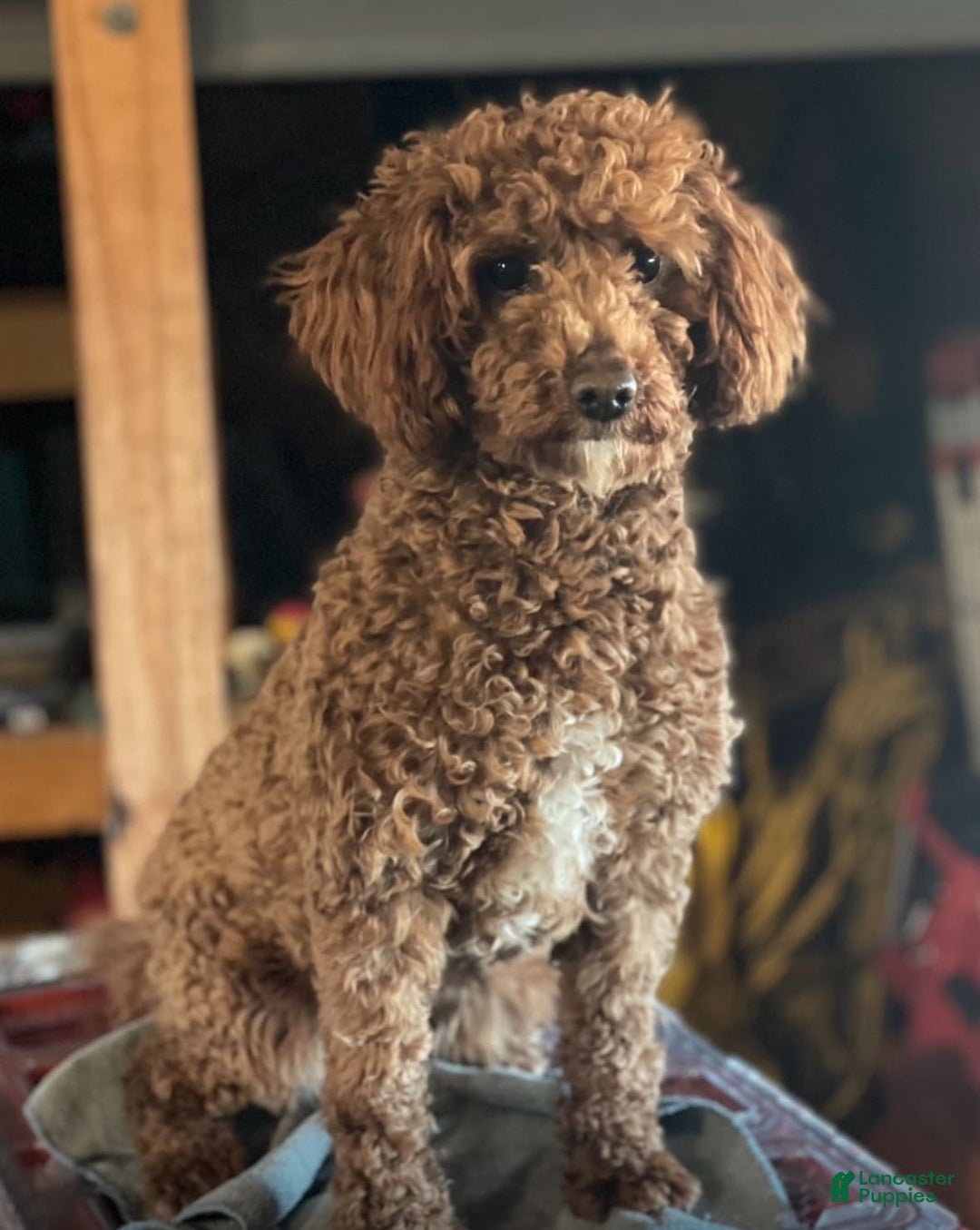 Mini Goldendoodle dogs for sale: Luna - Image 7