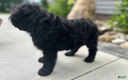 Portuguese Water Dog dogs for sale: Jase - Image 3