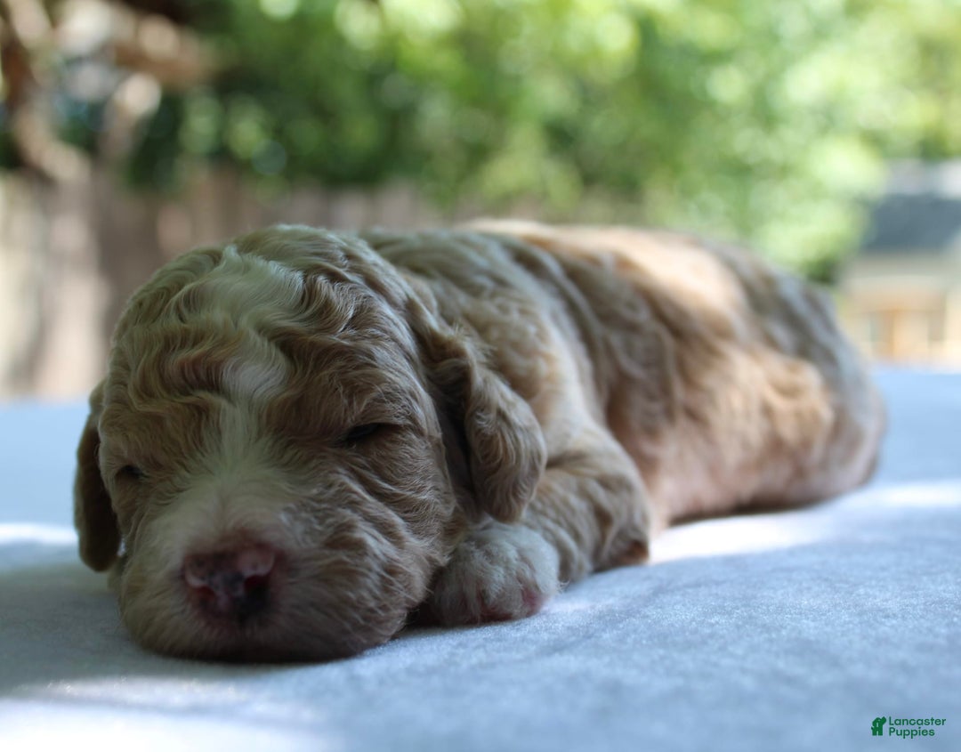 Standard Poodle dogs for sale: London Moyen - Image 10