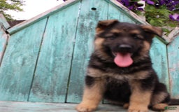 German Shepherd dogs for sale: Bear - Image 6