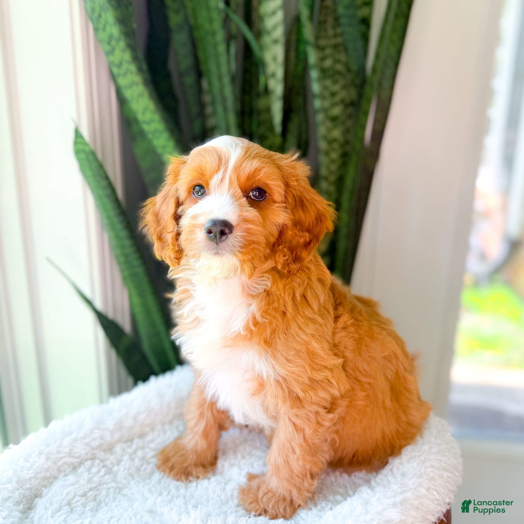 Cavapoo dogs for sale: Yukon - Image 8