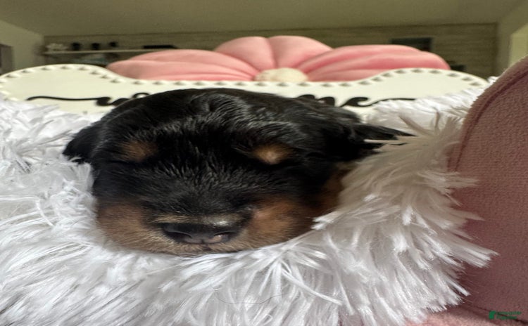 Bernedoodle dogs for sale - Ad 1