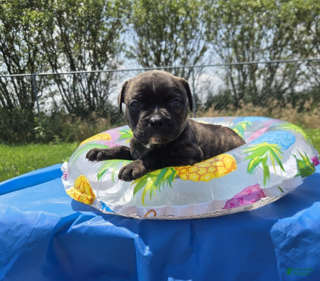 American Bulldog dogs for sale: Miss Trenchbell - Listing for pets: Miss Honey, Matilda, Miss Trenchbell, Harry - Image 7