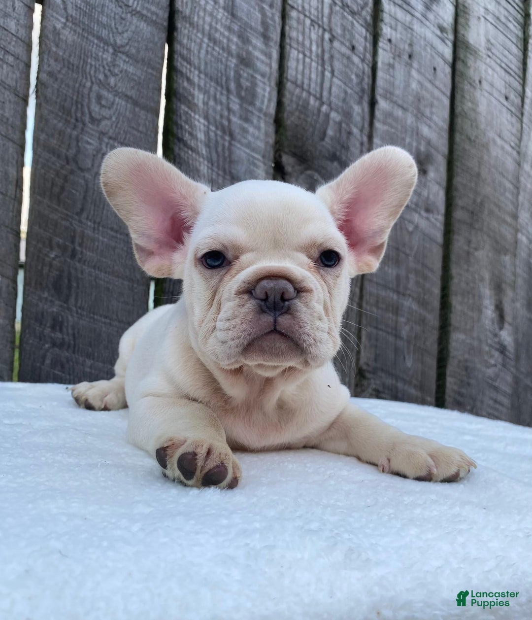 French Bulldog dogs for sale: Drew - Image 8