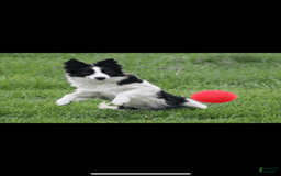 Border Collie dogs for sale: Sunny - Image 7