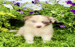 Australian Shepherd dogs for sale: Rocky - Image 4