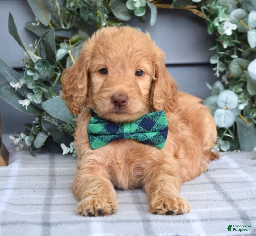 Goldendoodle dogs for sale: Alex - Image 5
