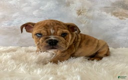 English Bulldog dogs for sale: Ben - Image 1